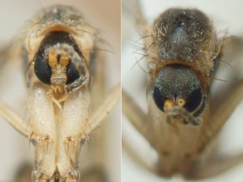Réf. 222 514 : Phronia conformis